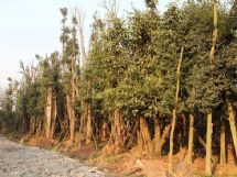 ����չʾ�DƬ