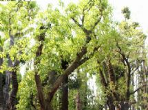 �S����(sh��)