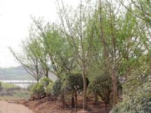 ����չʾ�DƬ